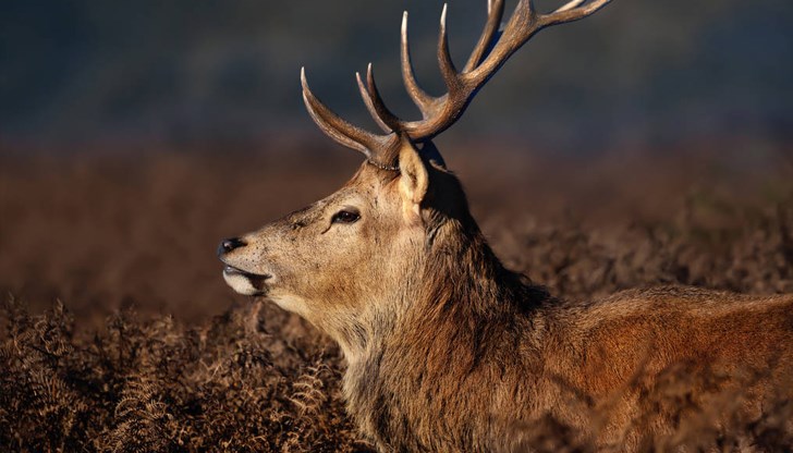 Убитите животни са на възраст една и две години Убитите животни са на възраст една и две години