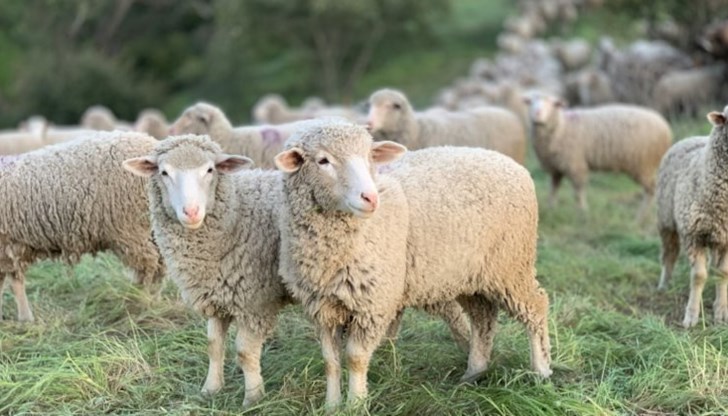 Областният управител в Русе в постоянен контакт с румънските власти Областният управител в Русе в постоянен контакт с румънските власти