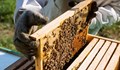 Пчеларите пред изпитание: Ще оцелее ли браншът без държавна помощ?