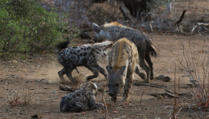 Нападенията от диви животни зачестяват