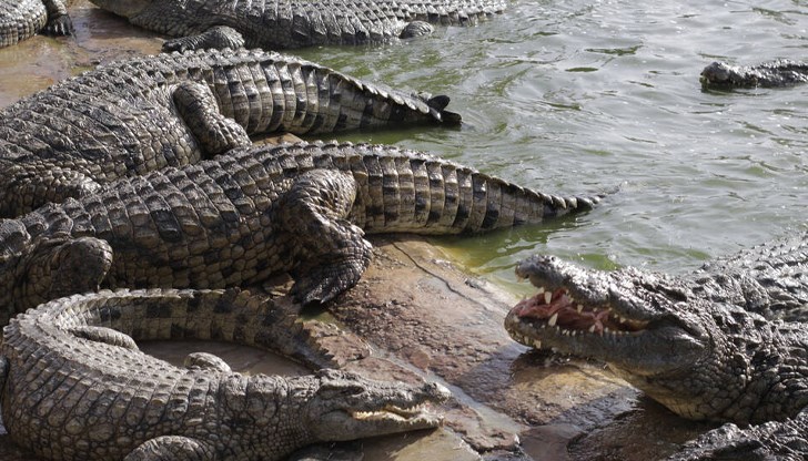 Шестгодишно момче загина в Индия след жестока атака от крокодили Шестгодишно момче загина в Индия след жестока атака от крокодили