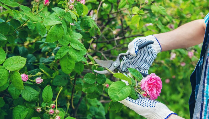 Тази техника не изисква особени умения и е идеална за начинаещи Тази техника не изисква особени умения и е идеална за начинаещи