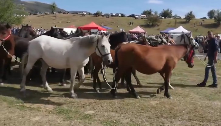 В дефилето първи се включиха 20 коня от породата Каракачански кон В дефилето първи се включиха 20 коня от породата Каракачански кон
