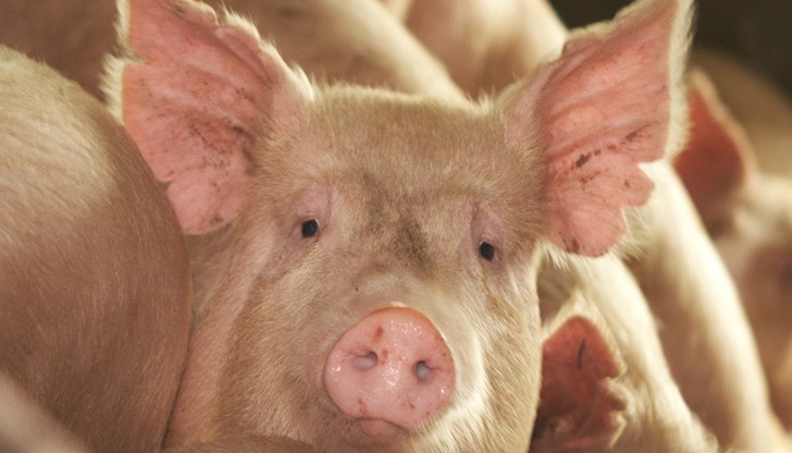 До 20 септември фермерите могат да подават заявления за получаване на 45,09 лева на угоено прасе До 20 септември фермерите могат да подават заявления за получаване на 45,09 лева на угоено прасе