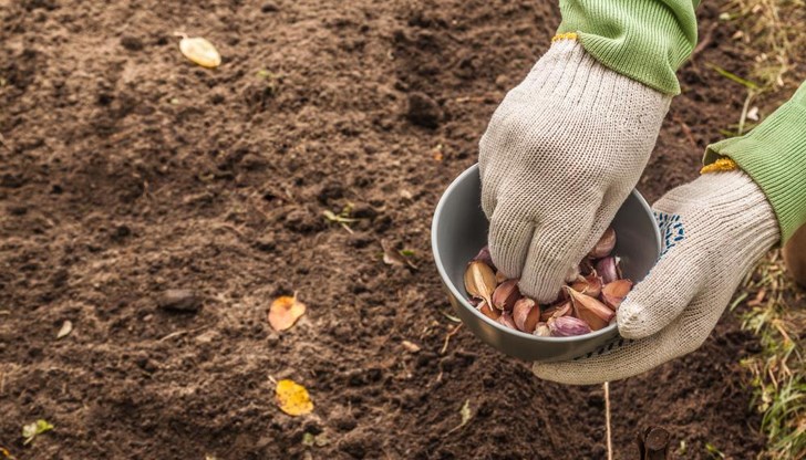 Правилно подготвената почва е ключът към успешна реколта