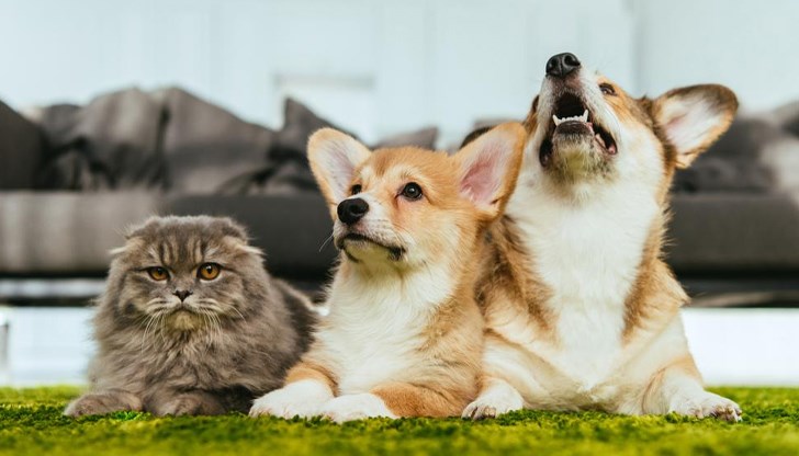 Общината организира незабравимо преживяване за стопани и животни Общината организира незабравимо преживяване за стопани и животни