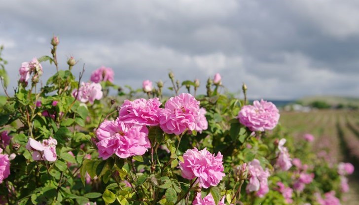 Климатичните промени и липсата на подкрепа застрашават бранша Климатичните промени и липсата на подкрепа застрашават бранша