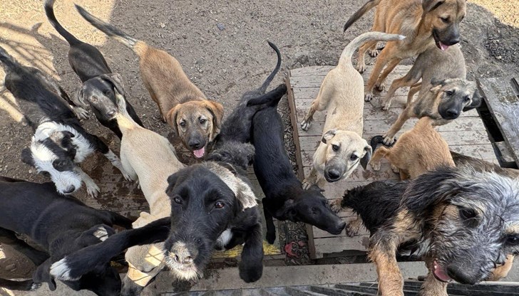 Нека отдадем внимание и любов на създанията, които правят света ни по-добър Нека отдадем внимание и любов на създанията, които правят света ни по-добър