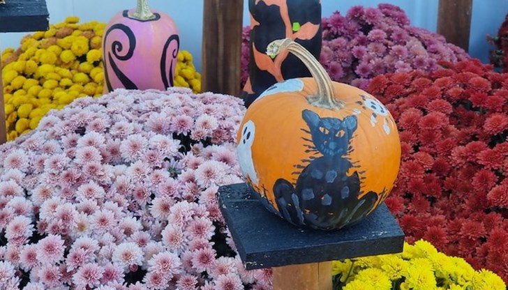 45 тона тикви украсяват събитието 45 тона тикви украсяват събитието