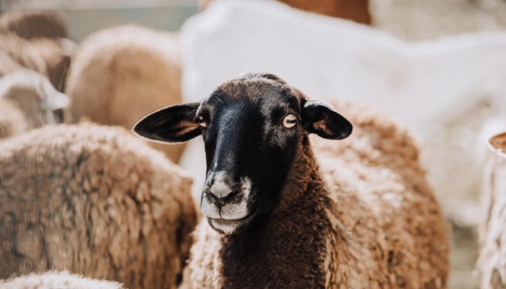 Стопаните са в шок Стопаните са в шок