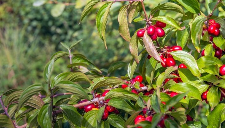 От стомашни проблеми до анемия - дренките са универсално лекарство От стомашни проблеми до анемия - дренките са универсално лекарство