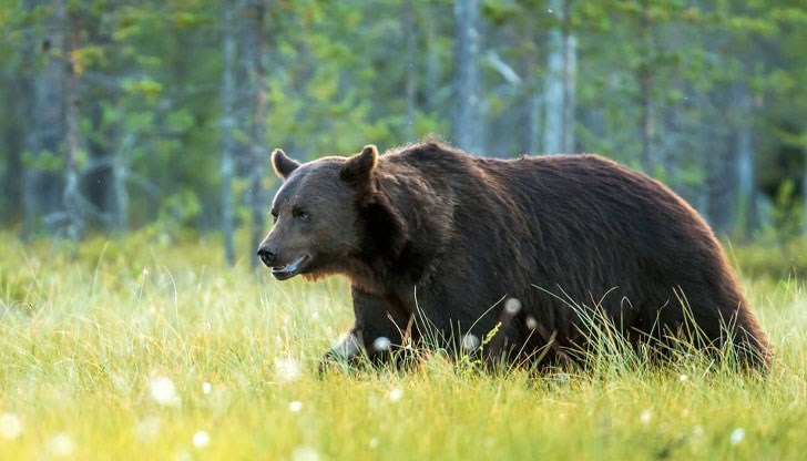 Пострадалият е с наранявания по крайниците Пострадалият е с наранявания по крайниците