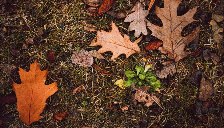 Сутрин температурите ще са около и малко над нулата Сутрин температурите ще са около и малко над нулата