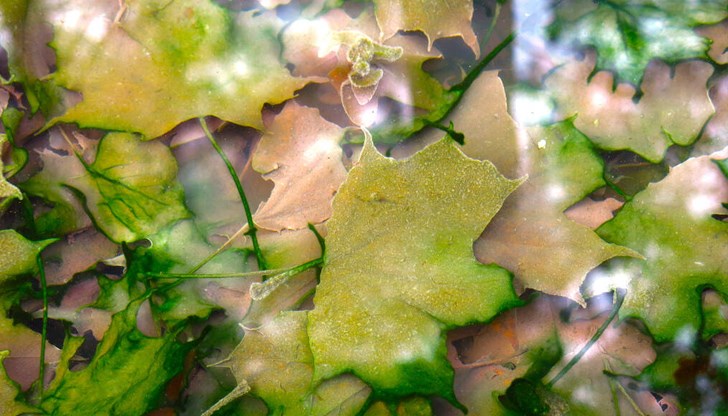 Дневните температури ще варират между 10 и 15 градуса Дневните температури ще варират между 10 и 15 градуса