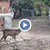 Жена спаси ранено сърне и го отгледа като домашен любимец Жена спаси ранено сърне и го отгледа като домашен любимец
