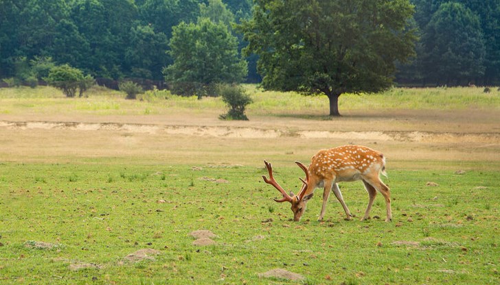 Ловецът е действал без необходимото разрешително Ловецът е действал без необходимото разрешително