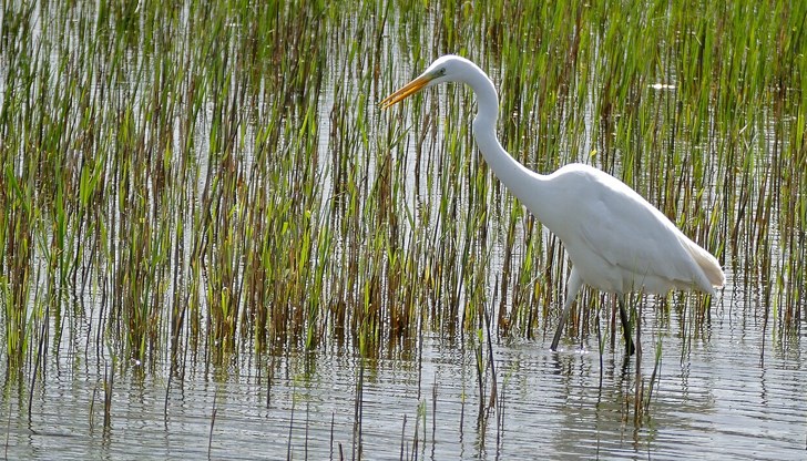Защитената територия осигурява спокойствие за редки птичи видове Защитената територия осигурява спокойствие за редки птичи видове