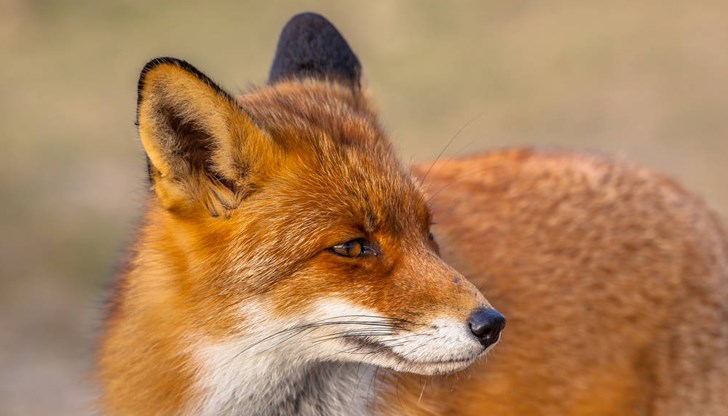 Примамките ще бъдат пръснати в околностите на населените места Примамките ще бъдат пръснати в околностите на населените места