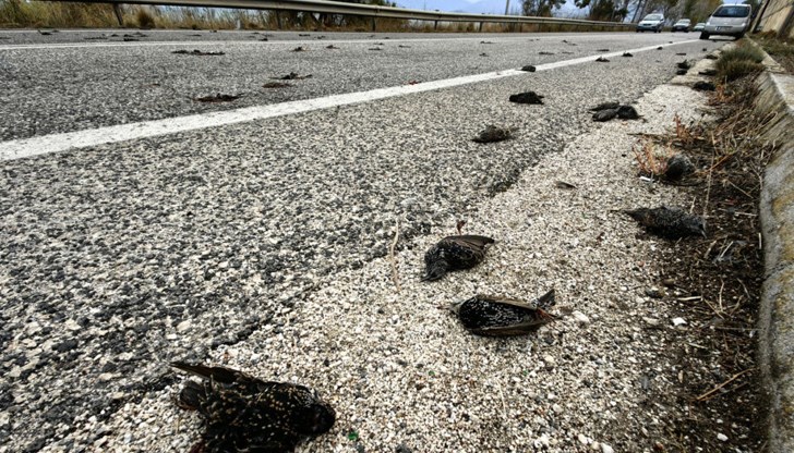 Властите търсят отговори за странния феномен Властите търсят отговори за странния феномен