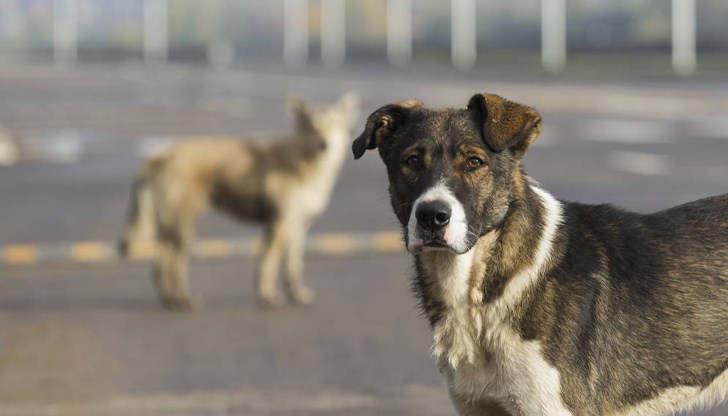 Пенчо Милков внесе предложение за актуализирана програма за намаляване на популацията им Пенчо Милков внесе предложение за актуализирана програма за намаляване на популацията им