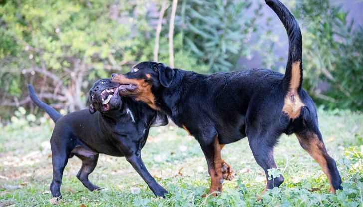 Улични кучета са използвани за стръв в нелегални боеве алармират природозащитници Улични кучета са използвани за стръв в нелегални боеве алармират природозащитници