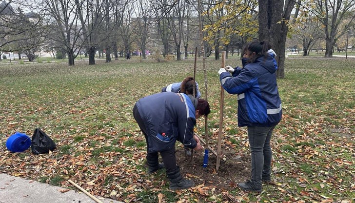 Нови дървета подменят изсъхналите в русенски парк