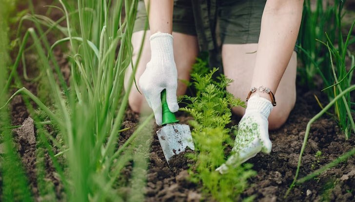 Експертни съвети за успешна зимна сеитба Експертни съвети за успешна зимна сеитба