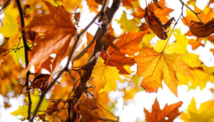 Метеорологична прогноза за страната Метеорологична прогноза за страната