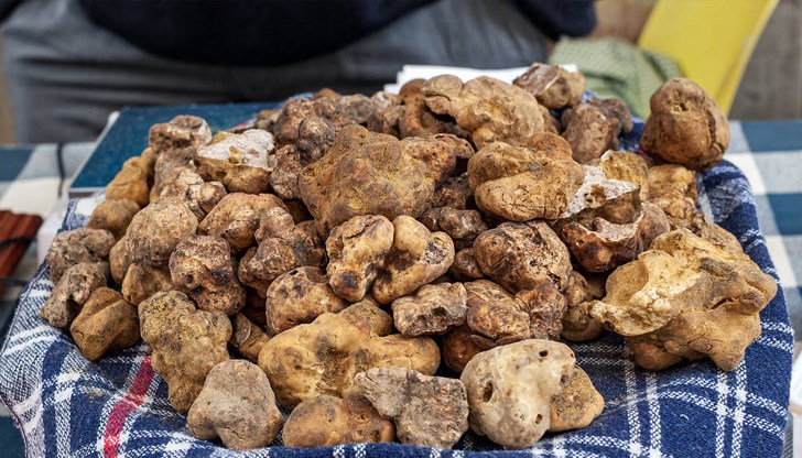 Експерти предупреждават за риск от изчезване на деликатеса бял трюфел Експерти предупреждават за риск от изчезване на деликатеса бял трюфел