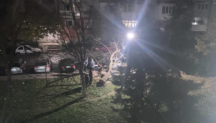 Срамното в тази ситуация е, че дървото се намира на 100 метра от двора на предприятието, отговарящо за премахването на сухите дървета в града Срамното в тази ситуация е, че дървото се намира на 100 метра от двора на предприятието, отговарящо за премахването на сухите дървета в града