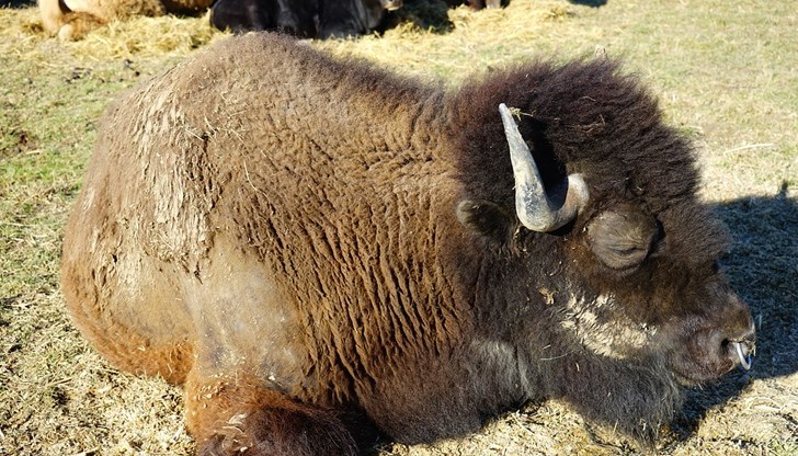 Инициативата е част от програма за опазване на биоразнообразието Инициативата е част от програма за опазване на биоразнообразието