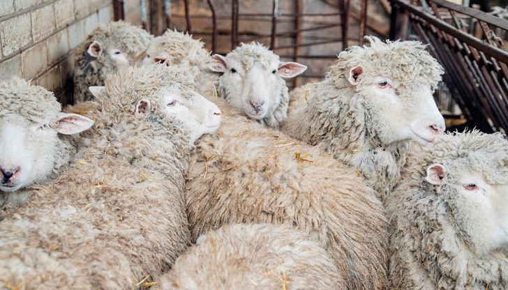 Кланиците работят при строги мерки за биосигурност