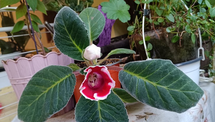 Глоксинията - екзотична красота с минимални грижи Глоксинията - екзотична красота с минимални грижи