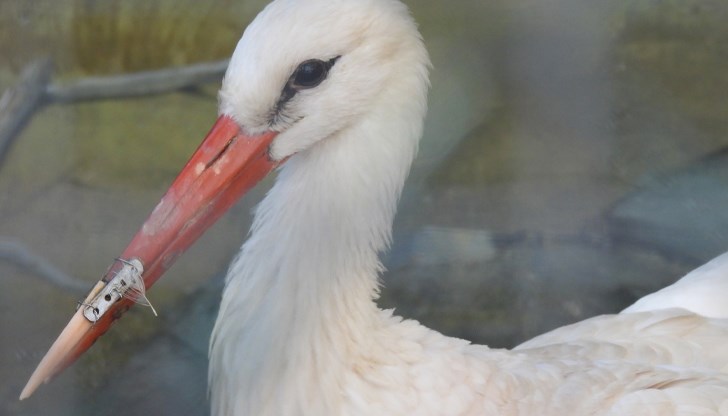Птицата се възстановява успешно след операция в Софийския зоопарк Птицата се възстановява успешно след операция в Софийския зоопарк
