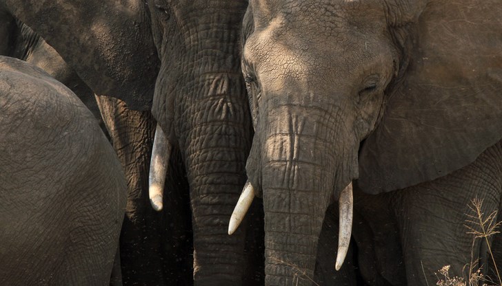 Инцидентът е станал на остров Суматра, в близост до национален парк на ЮНЕСКО Инцидентът е станал на остров Суматра, в близост до национален парк на ЮНЕСКО