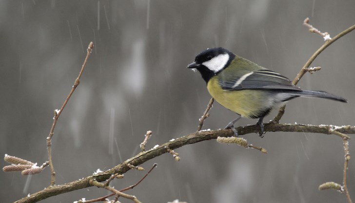 Снежни виелици в Северозапада, докато Източна България остава под дъжд Снежни виелици в Северозапада, докато Източна България остава под дъжд