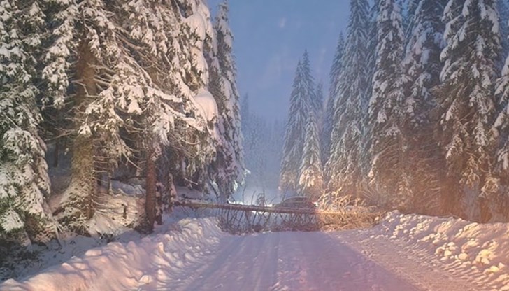 Паднали дървета затрудниха трафика в планинския регион Паднали дървета затрудниха трафика в планинския регион