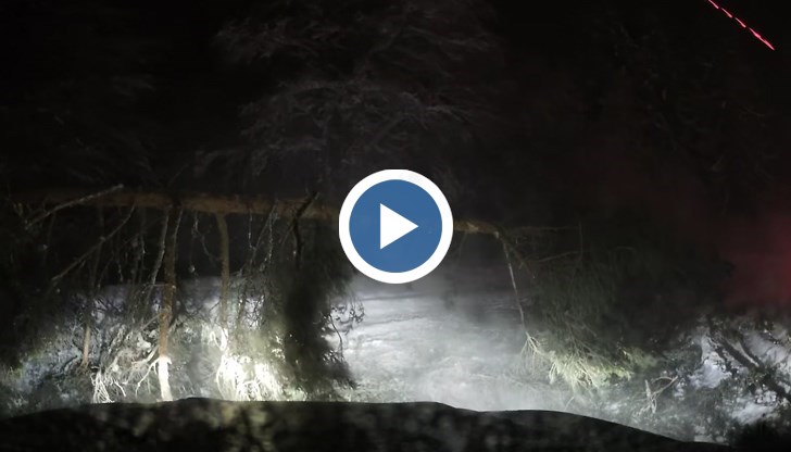 Видеорегистратор засне момента на падането на дървото