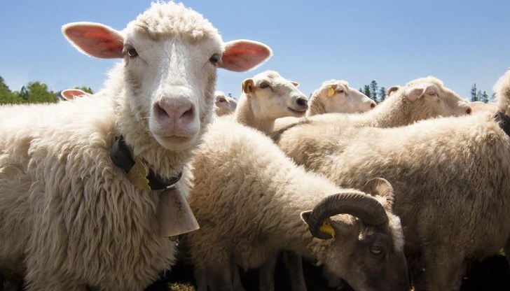 Без движение на животни от Пазарджишка област до февруари