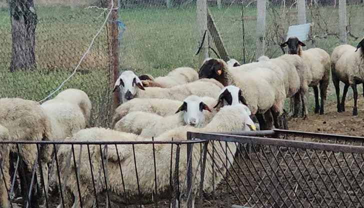 Заразата е в стадо със 113 овце Заразата е в стадо със 113 овце