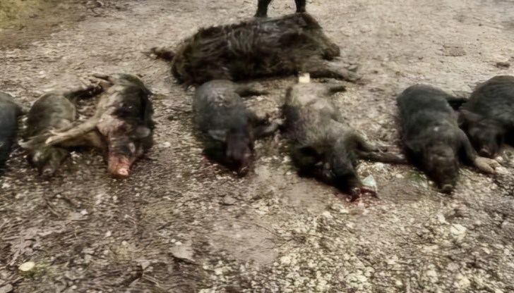 Нарушители отстреляха 11 глигана в чужда територия Нарушители отстреляха 11 глигана в чужда територия