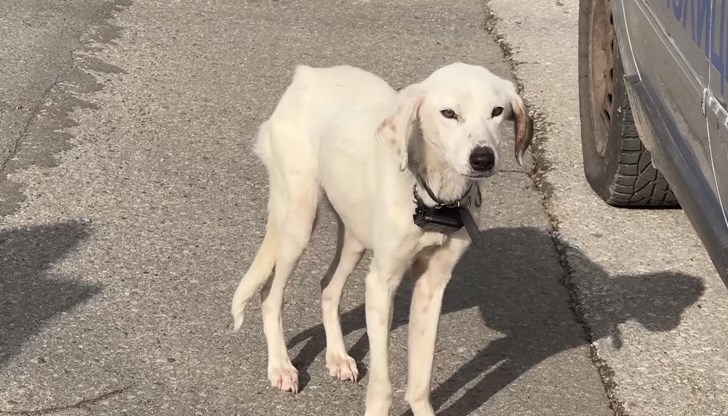 Животното е намерено в окаяно състояние, майката отказва да го приеме обратно