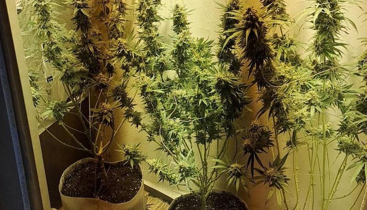 Открити са четири саксии с растения от рода на конопа Открити са четири саксии с растения от рода на конопа