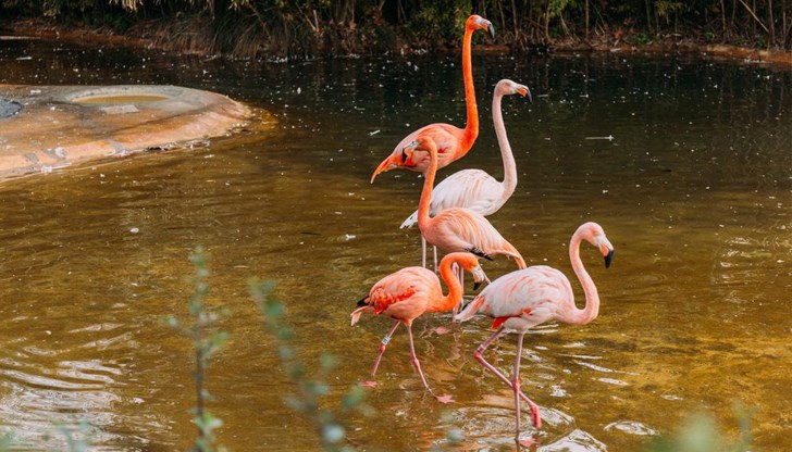 Страната ни се превърна в дом на една от най-екзотичните птици в света Страната ни се превърна в дом на една от най-екзотичните птици в света