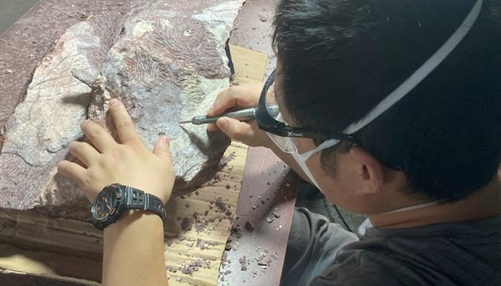 Изчезналият вид е бил с размери колкото човешка длан Изчезналият вид е бил с размери колкото човешка длан