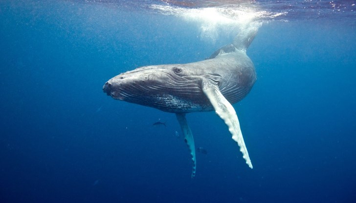 Учените са изумени от рекордното пътешествие на морския гигант Учените са изумени от рекордното пътешествие на морския гигант