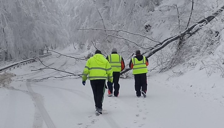 Отстраняват опасни дървета край пътното платно Отстраняват опасни дървета край пътното платно