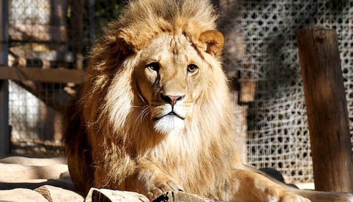 Зоопаркът в Стара Загора загуби емблематичния си лъв Зоопаркът в Стара Загора загуби емблематичния си лъв