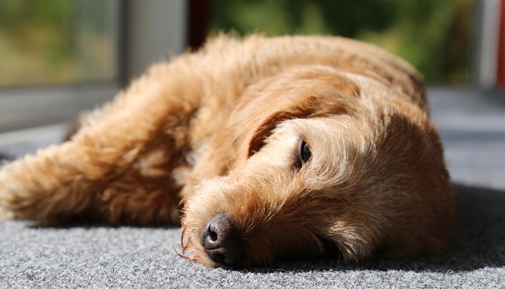 Единият домашен любимец е загинал, другият се бори за живот във ветеринарна клиника Единият домашен любимец е загинал, другият се бори за живот във ветеринарна клиника