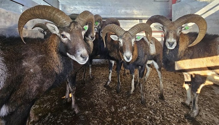 Последното разселване на емблематичния вид е било преди 13 години Последното разселване на емблематичния вид е било преди 13 години